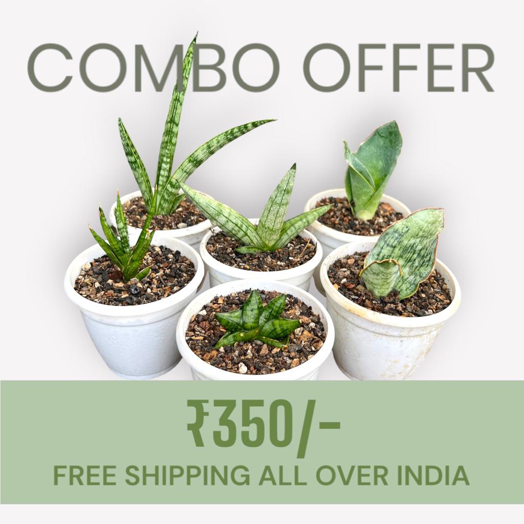 Sansevieria Combo #54 (Six Plants)