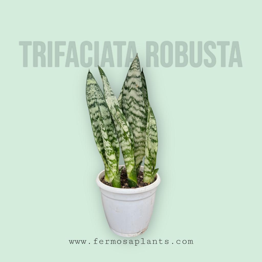 Sansevieria Trifaciata Robusta Clump