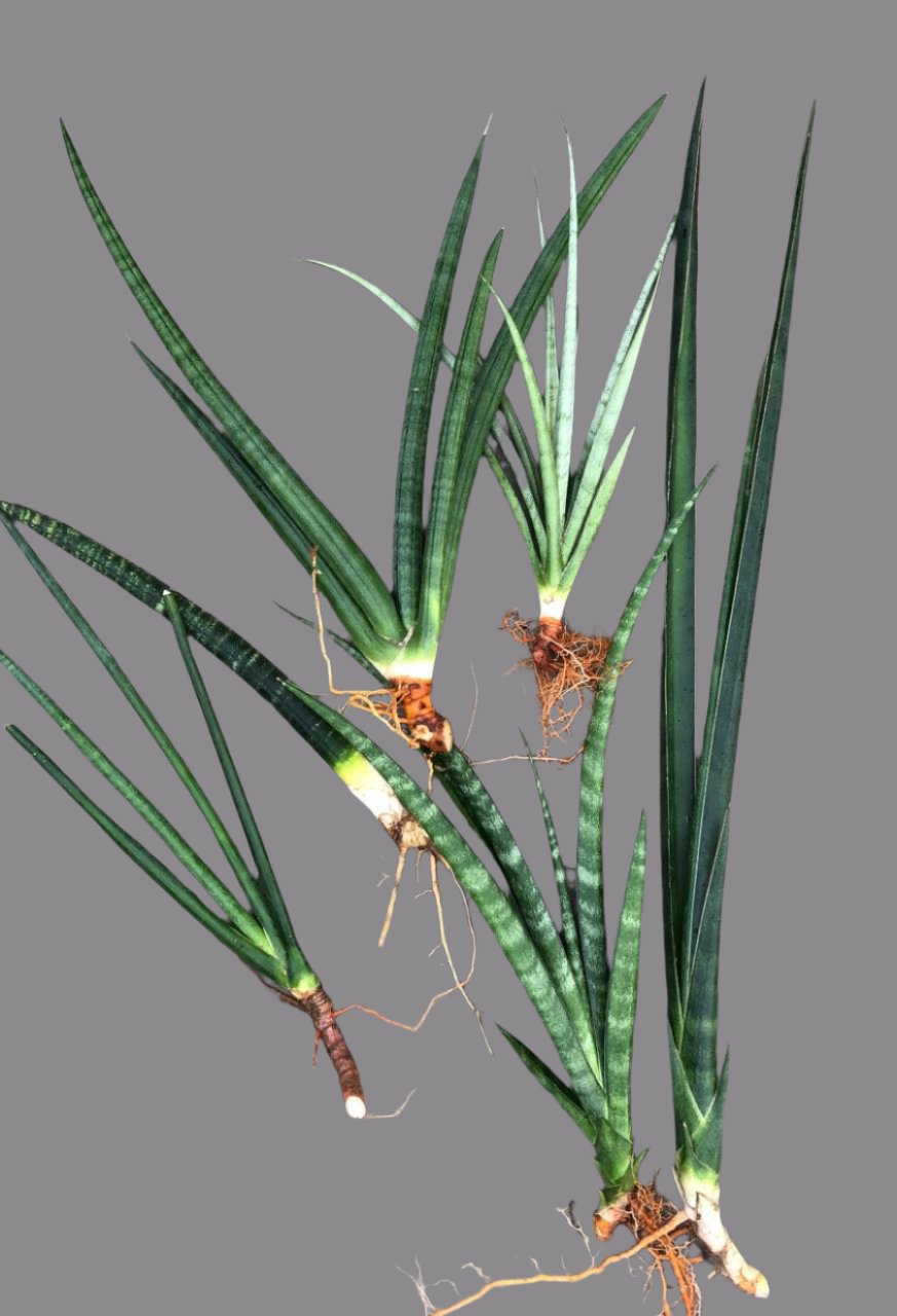 Sansevieria Combo #03 (Six Plants)