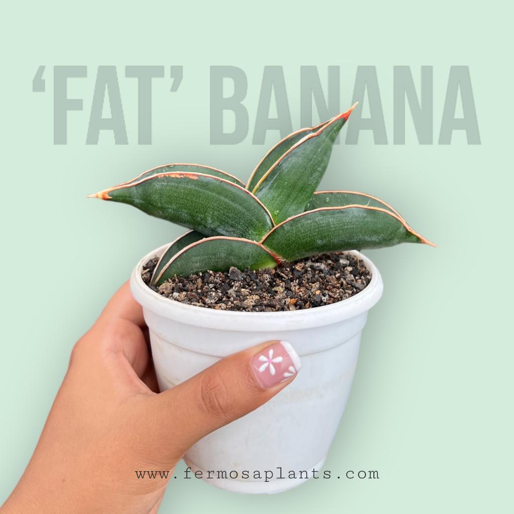 Sansevieria 'Fat' Banana