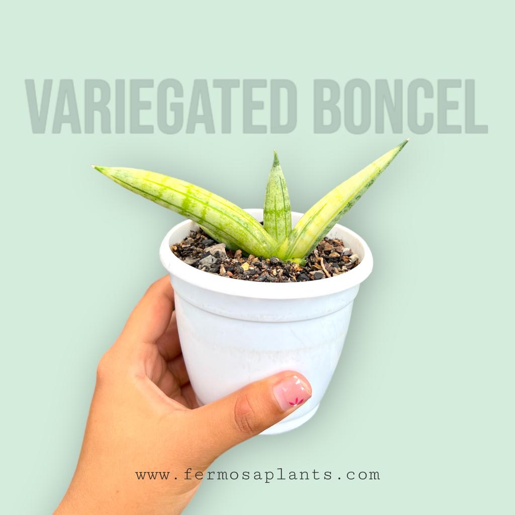 Sansevieria Boncel Variegated (A)