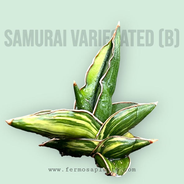 ★*★様 サンスベリア Sansevieria Samurai variegat Sansevieria Samurai Variegated (A) – Fermosa plants