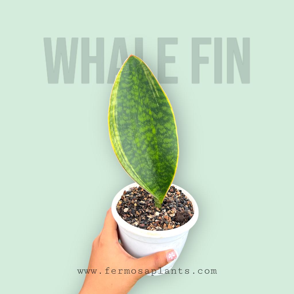 Sansevieria Whale fin Yellow Border (Single Leaf)