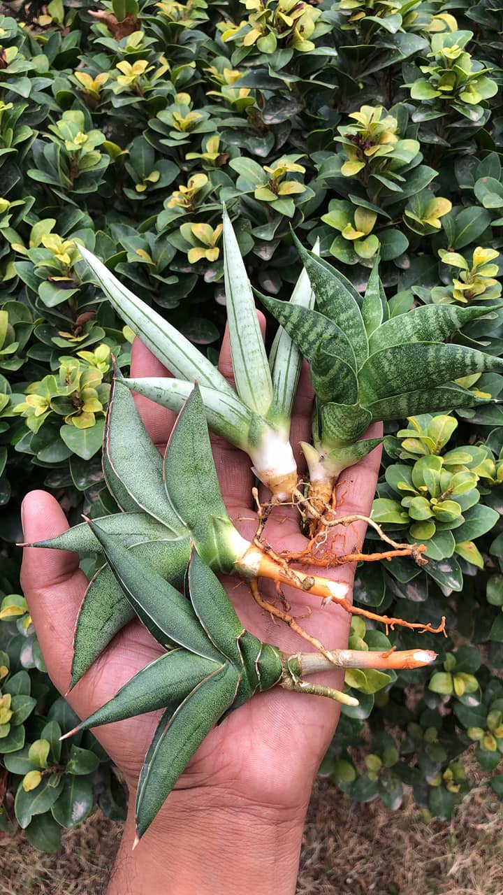 Sansevieria Combo #08 of four plants