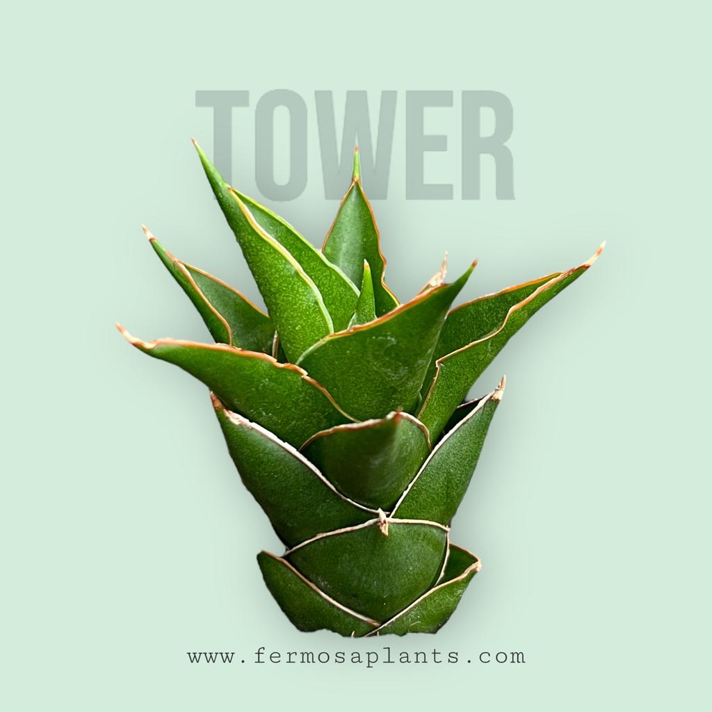 Sansevieria Hybrid 'Tower'