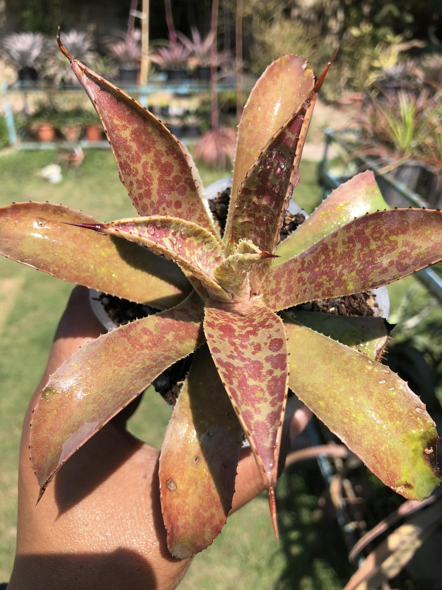 MANGAVE DESMETTIANA x BLOODSPOT