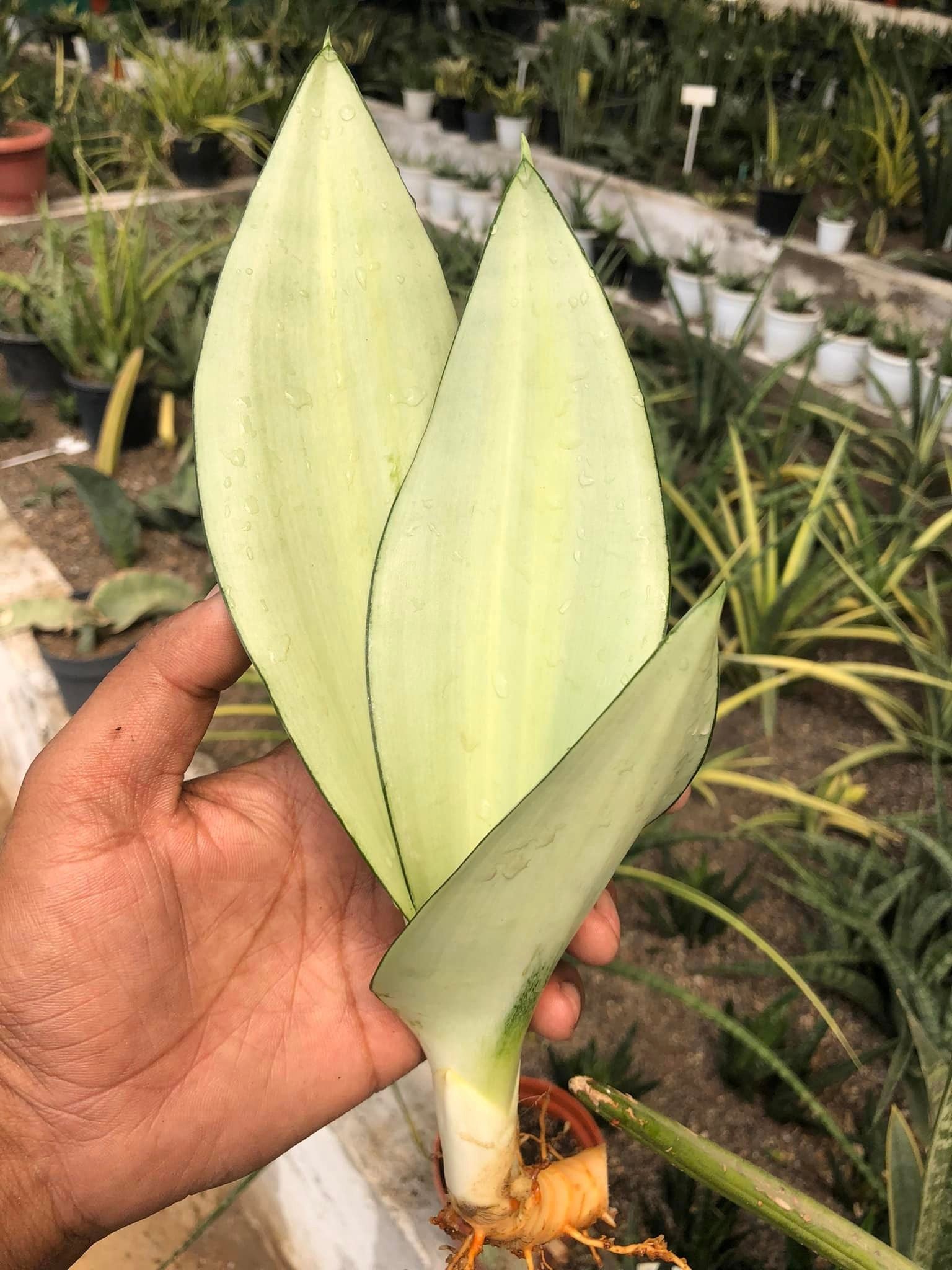 Sansevieria Moonshine Var