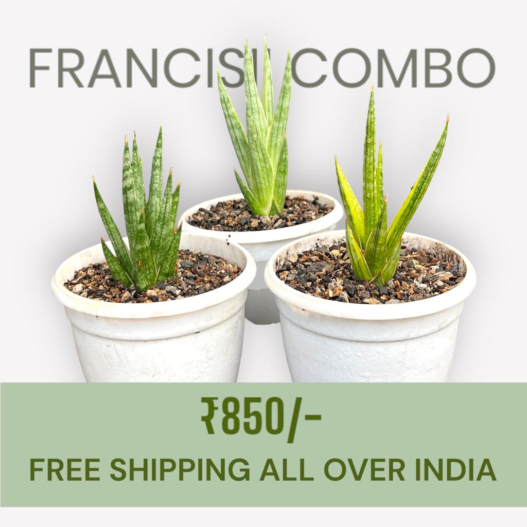Sansevieria Francisii Combo of 3