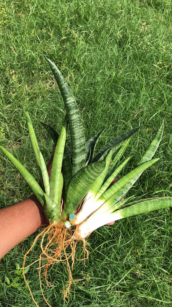 Sansevieria Combo #40 (Four Plants)