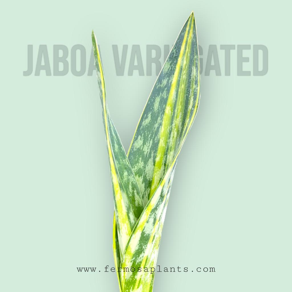 Sansevieria Joboa Variegated