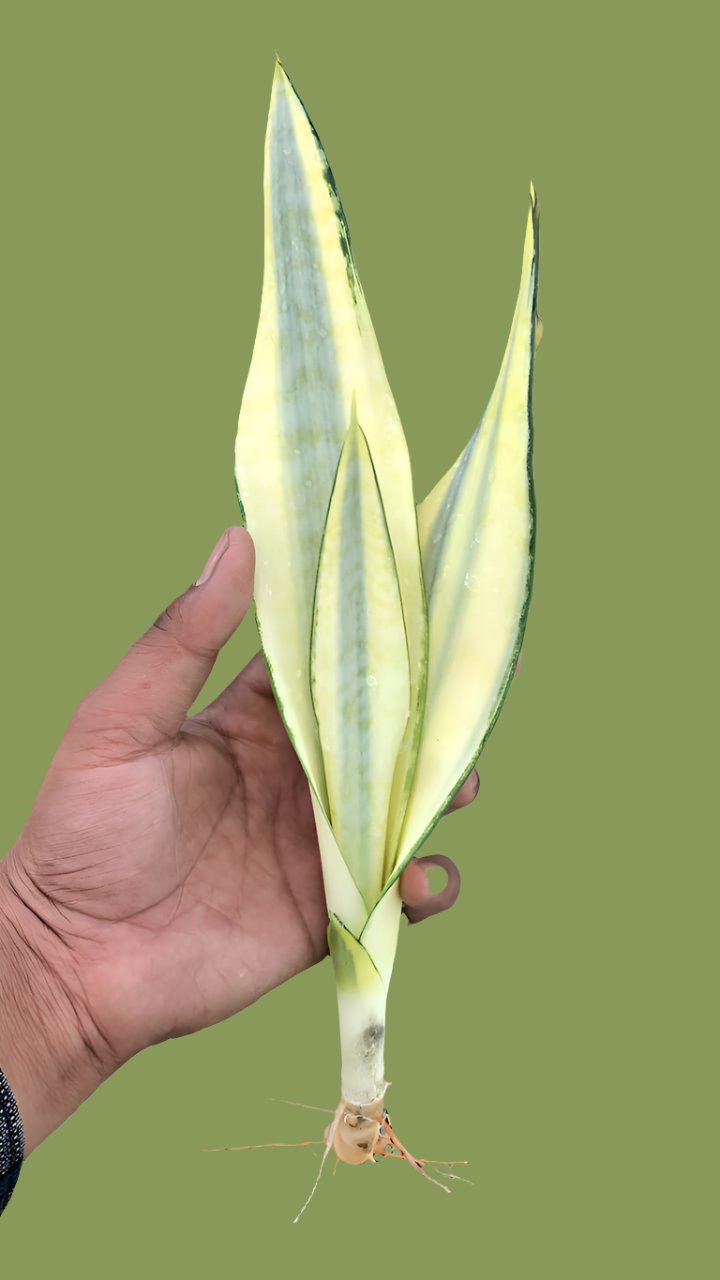 Sansevieria CRAIGII