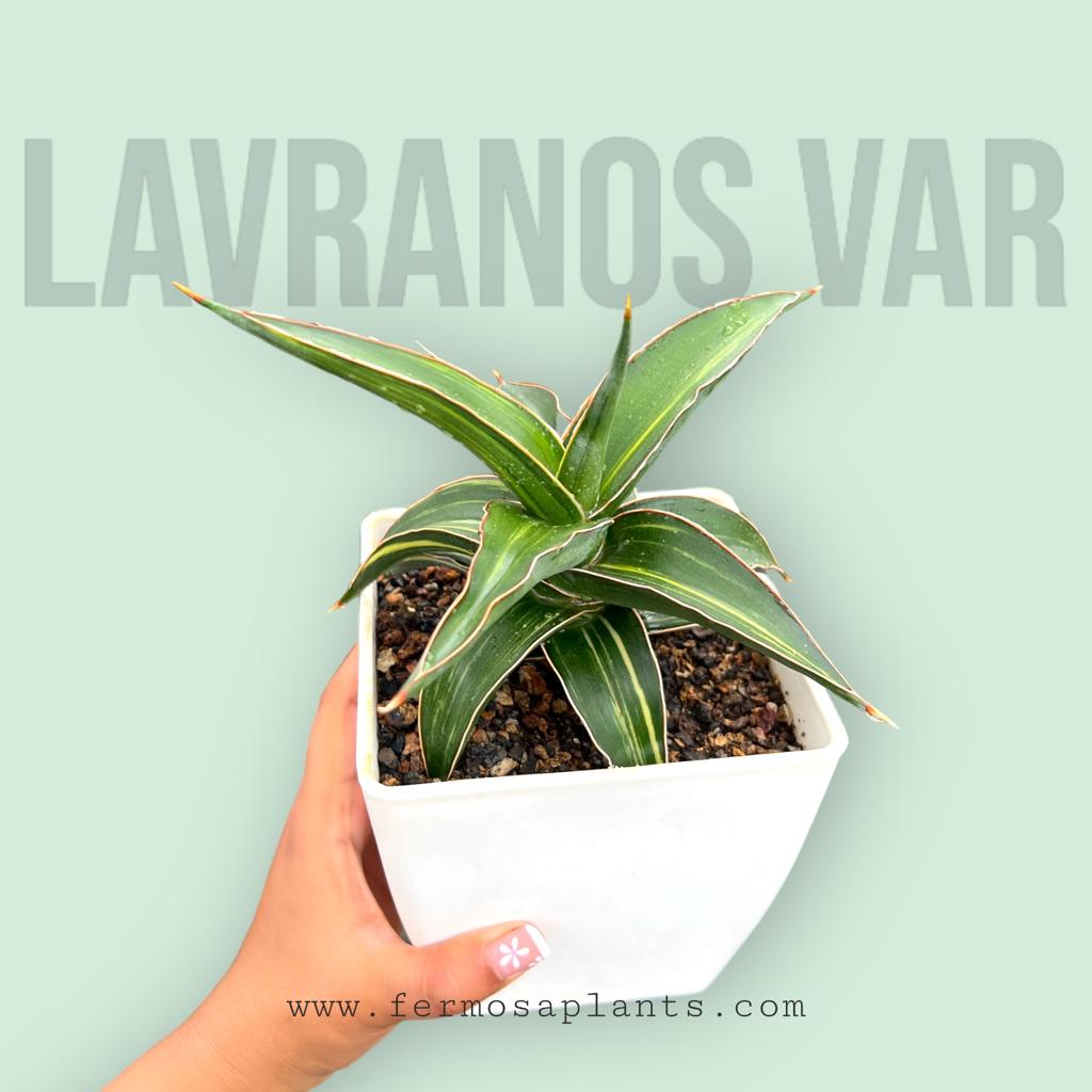 Sansevieria Lavranos 23251 Variegated (Large)