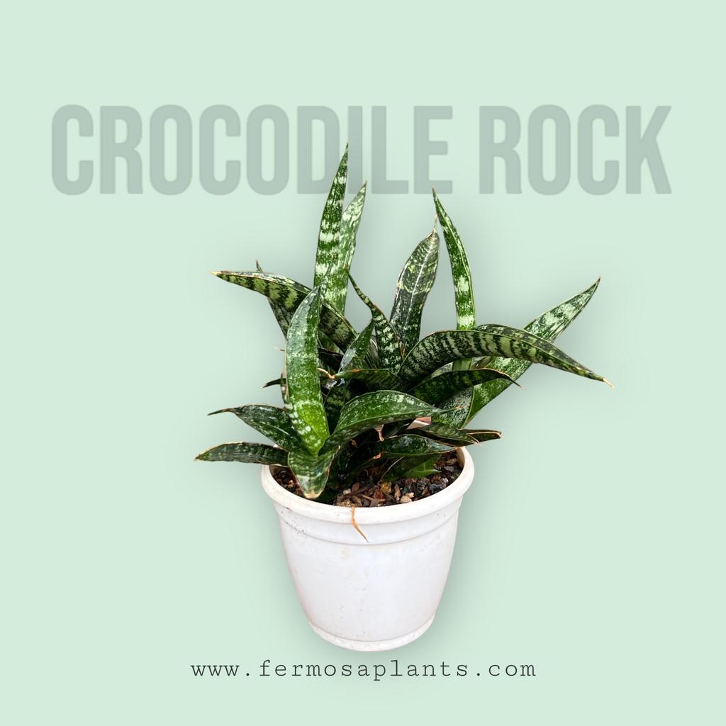 Sansevieria Crocodile Rock Clump