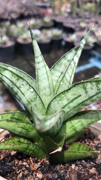 Sansevieria Irish Bella