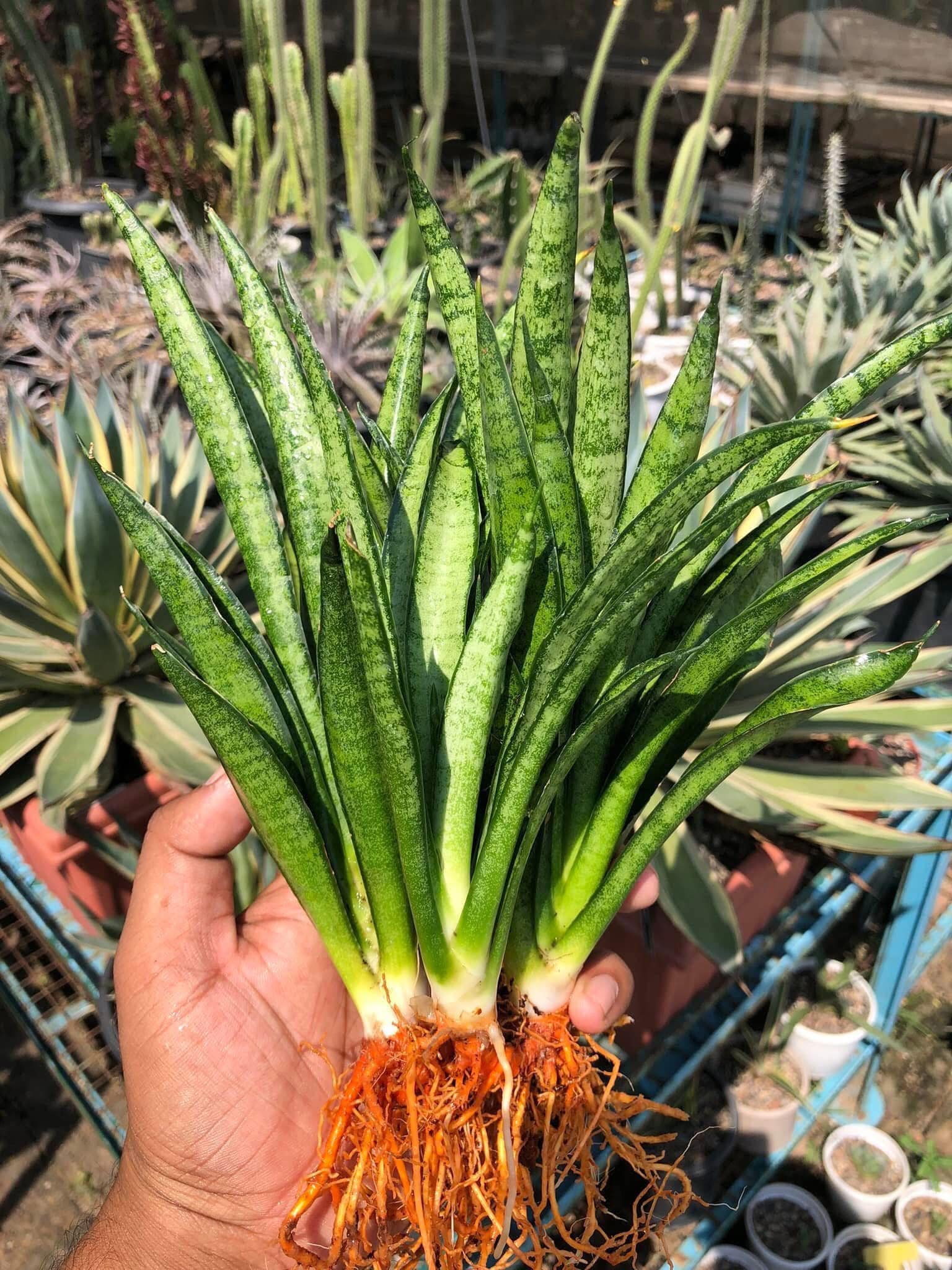 Sansevieria LILLIPUT (CLUMP of a Mother with Two Pups)
