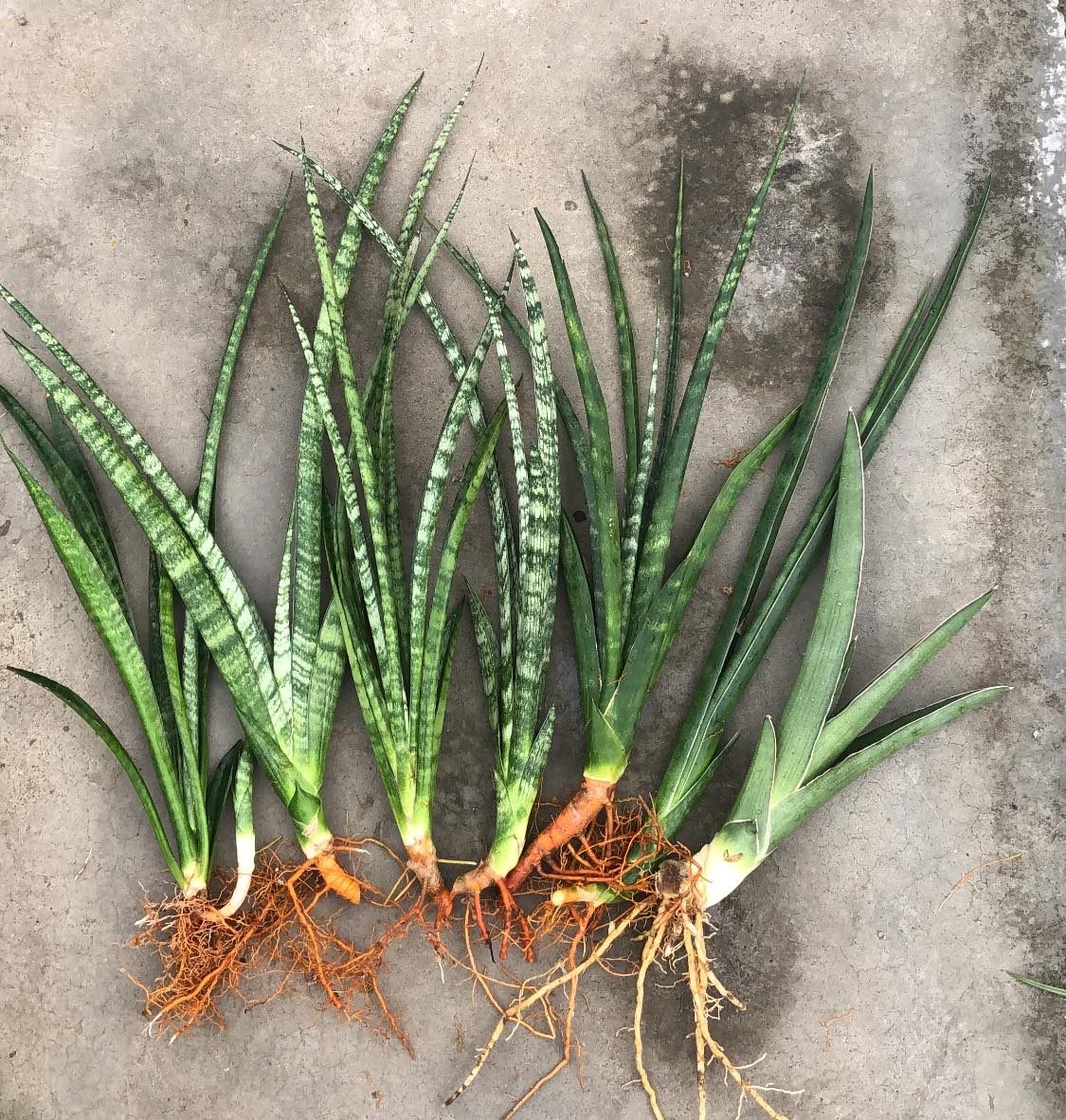 Sansevieria Combo #02 (Seven Plants)