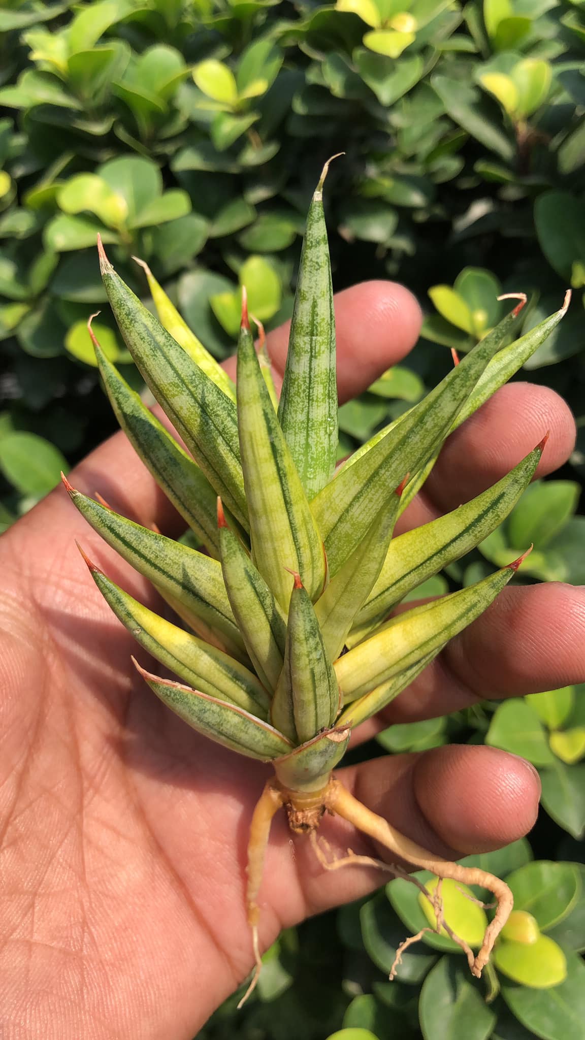 Sansevieria Francissi variegated