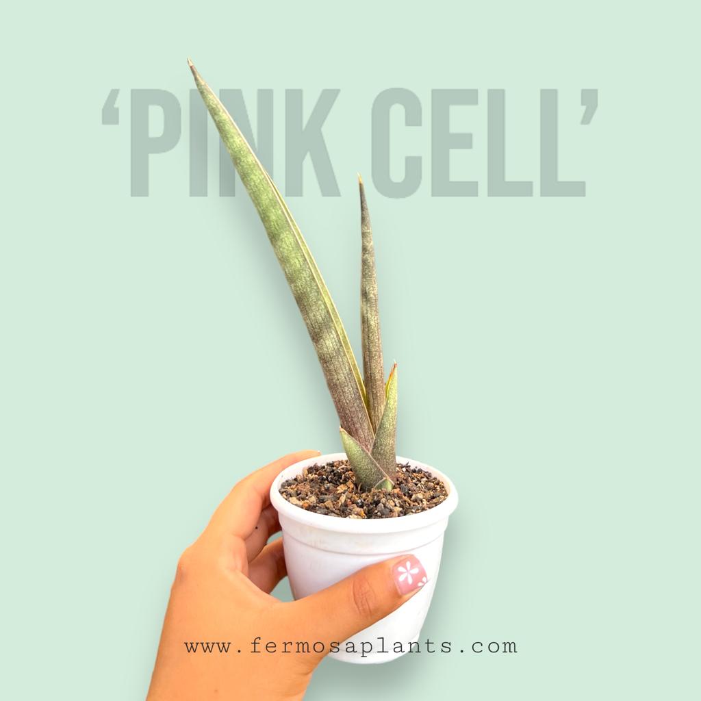 Sansevieria 'Pink Cell'