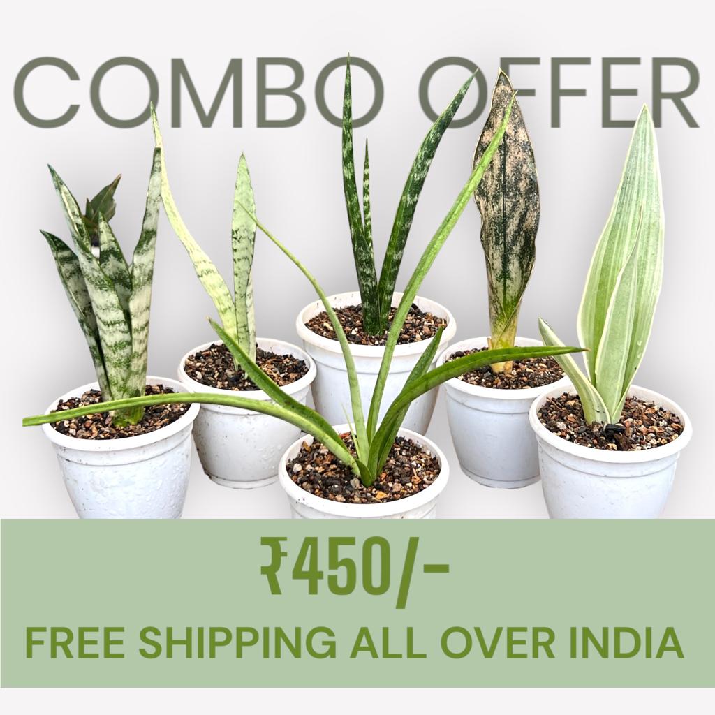Sansevieria Combo Offer Of 6 (L)