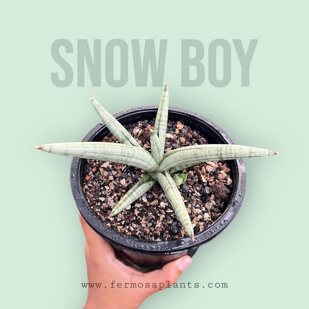Sansevieria Snow Boy