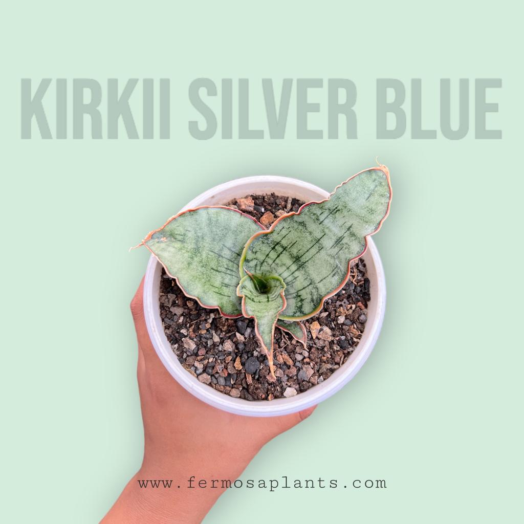 Sansevieria Kirkii Silver Blue