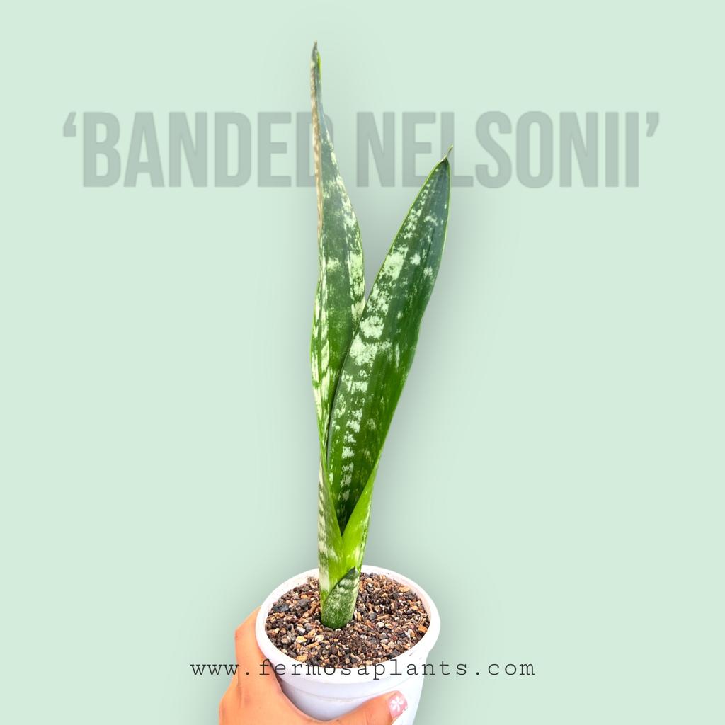 Sansevieria Trifaciata 'Banded Nelsonii'