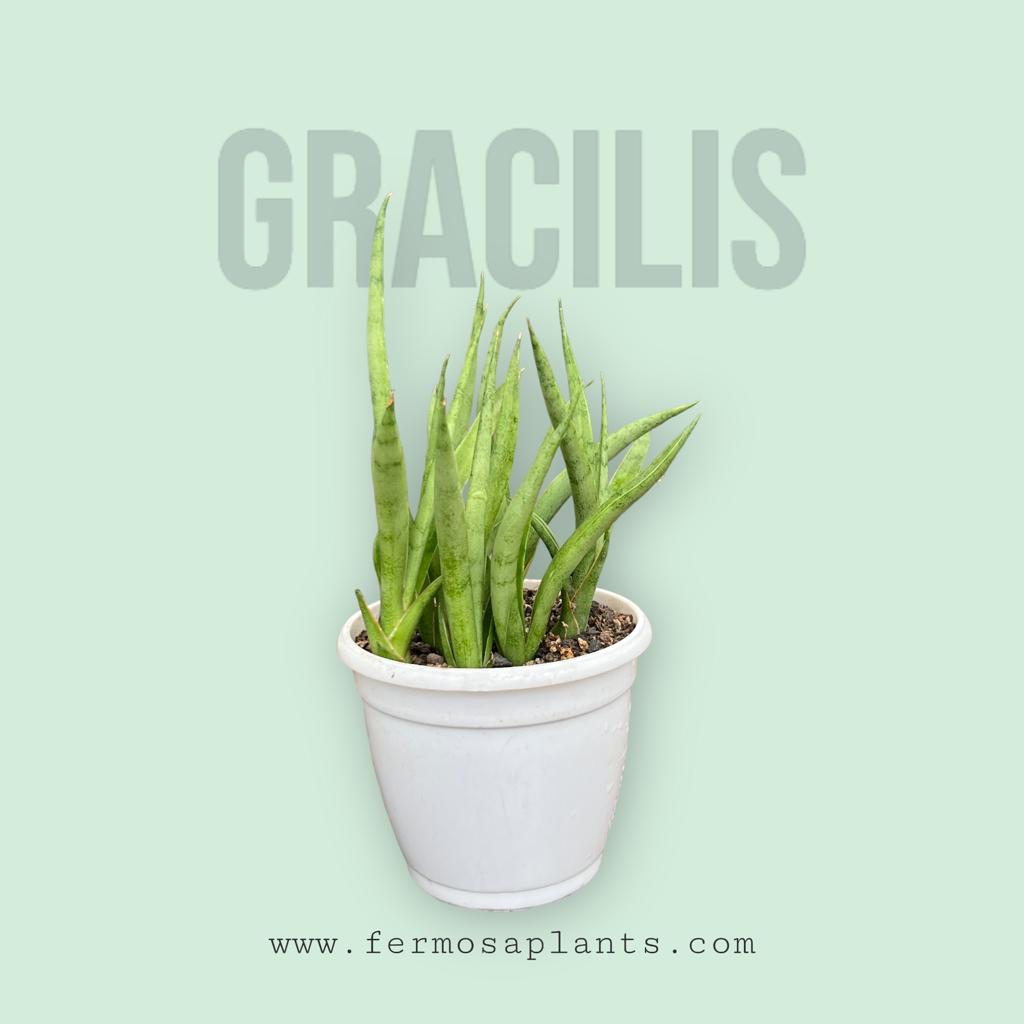 Sansevieria Gracilis Clump
