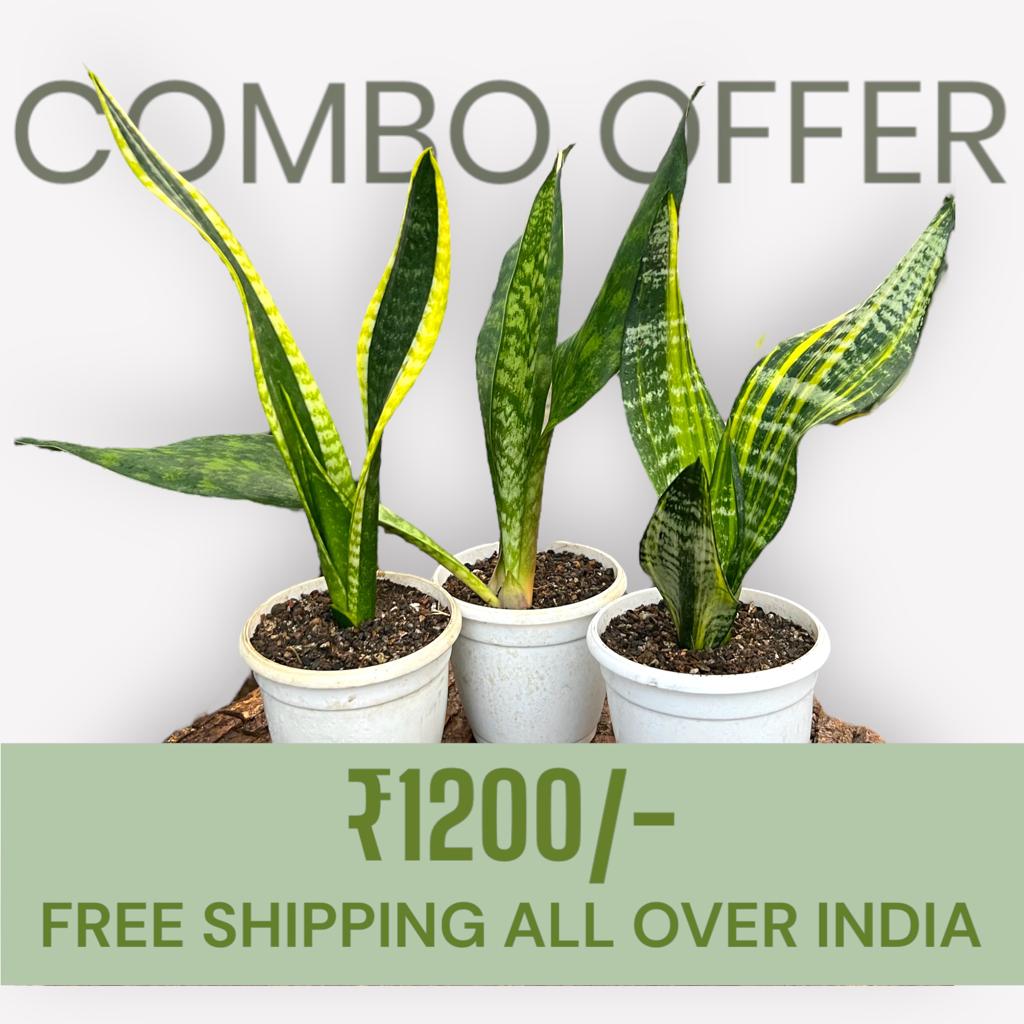 Sansevieria Combo #59 (Three Trifasciata)