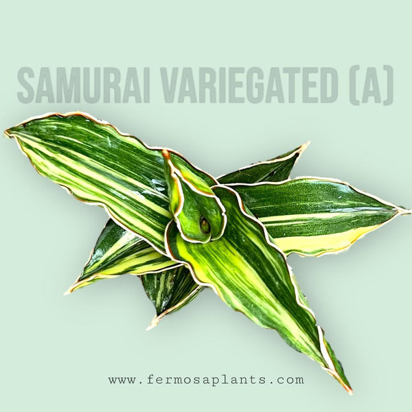 Sansevieria Samurai Variegated (A) – Fermosa plants