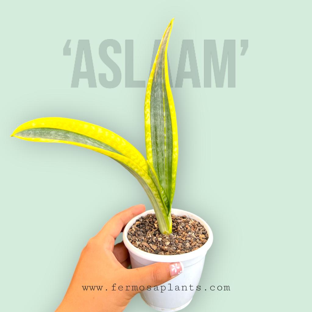 Sansevieria Trifaciata 'Aslaam'