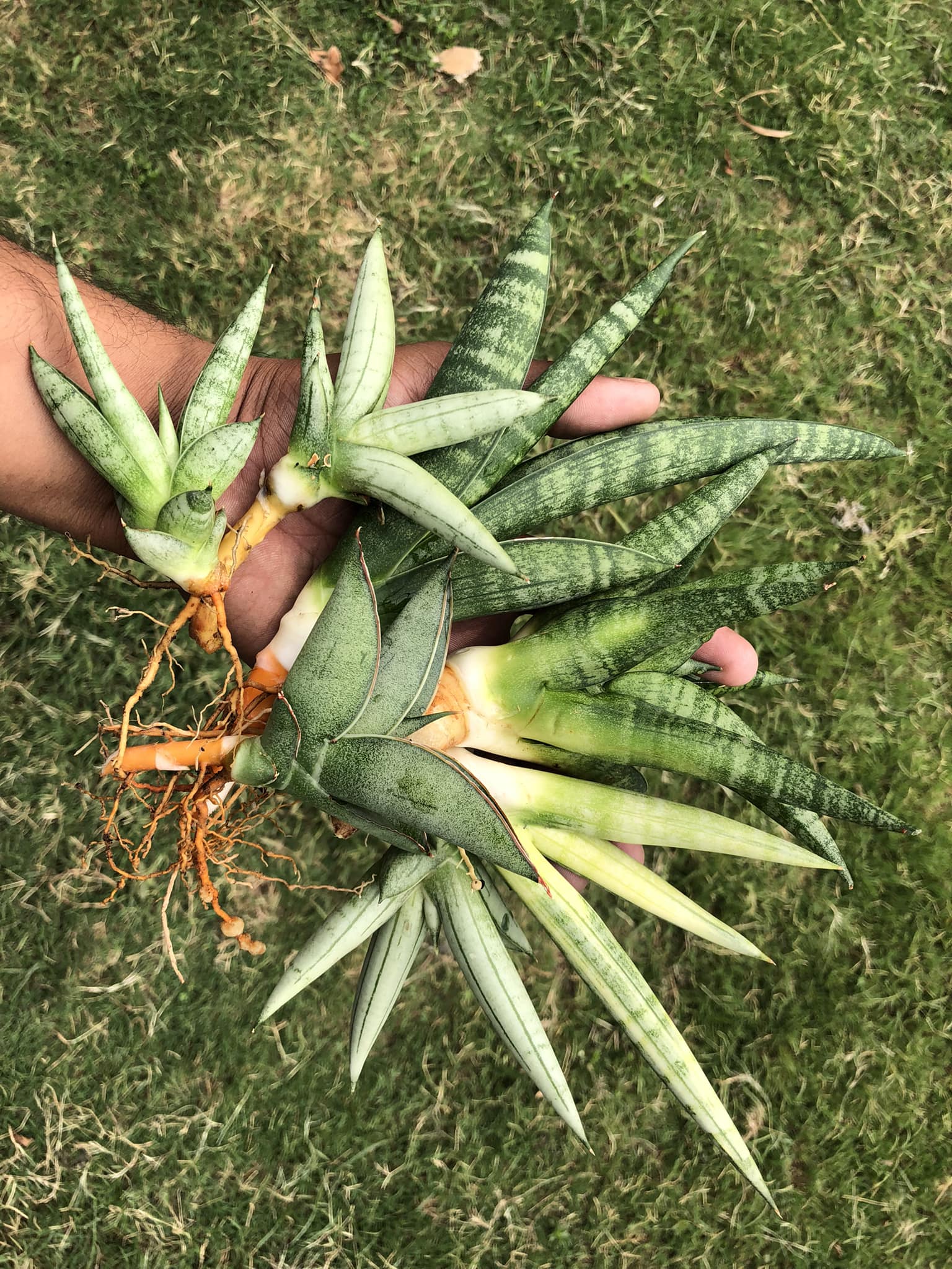 Combo #09 Sansevieria (of seven Plants)