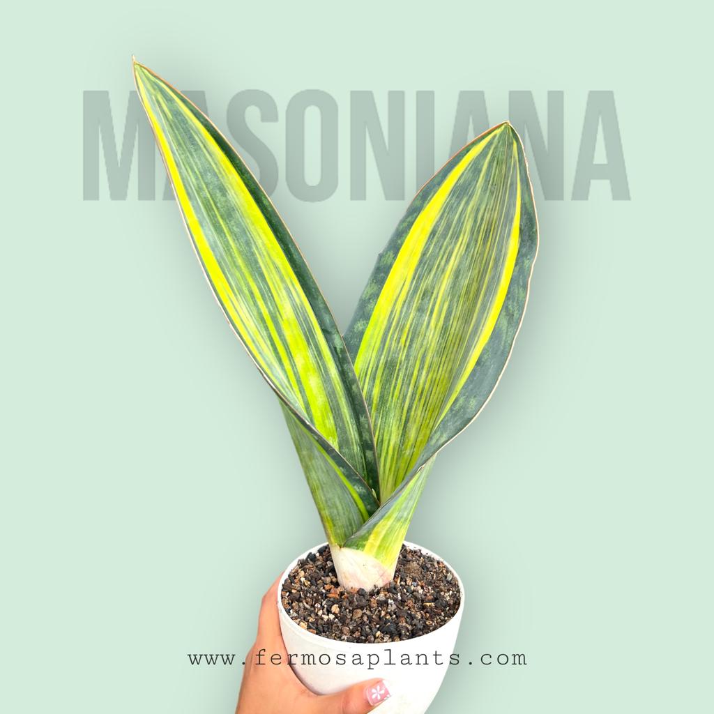 Sansevieria Masoniana Yellow Variegated (Tall Variety)