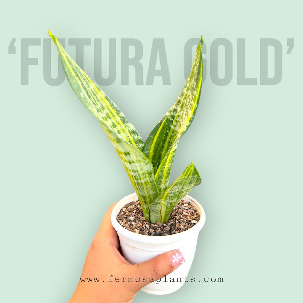 Sansevieria Trifaciata 'Futura Gold'