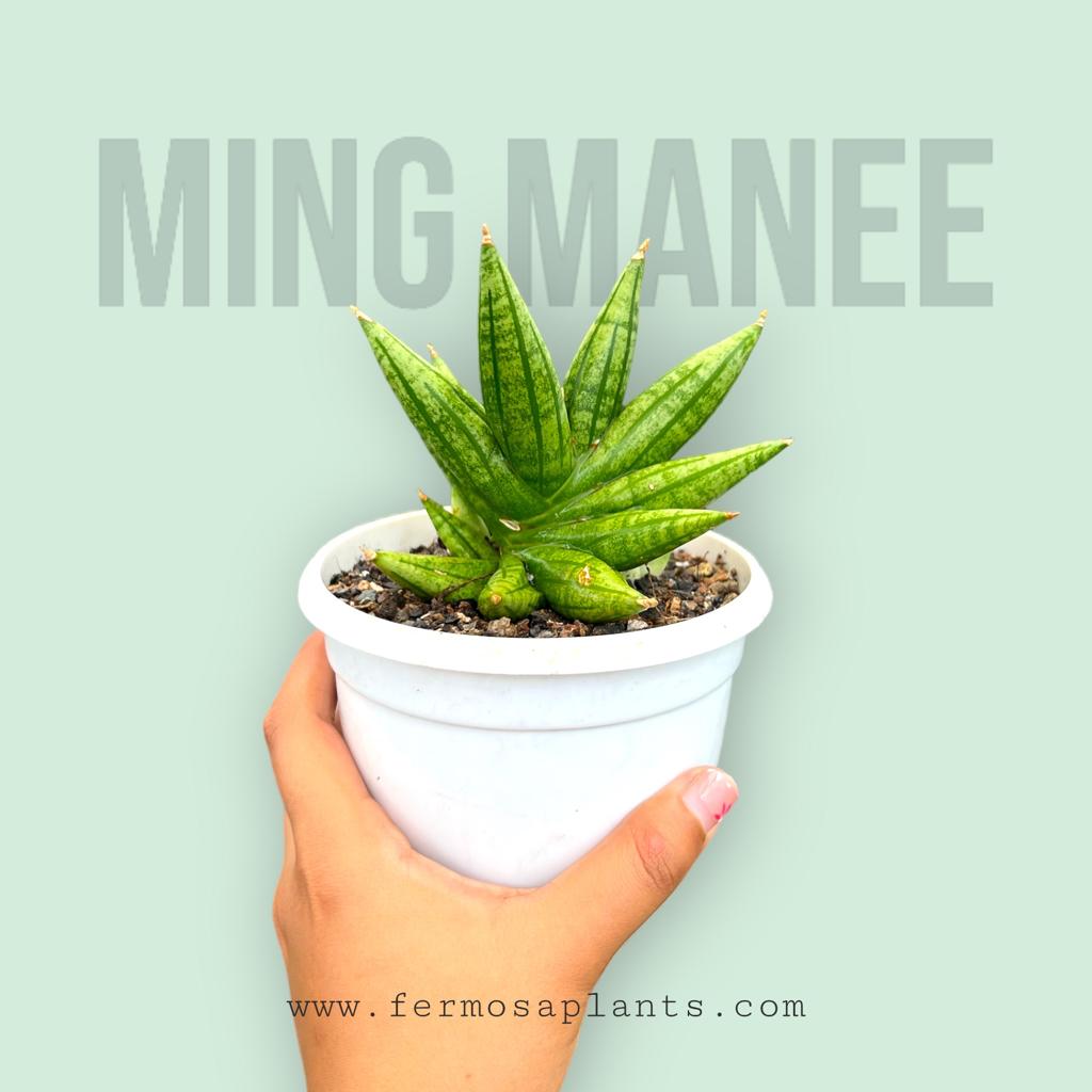 Sansevieria Ming Manee
