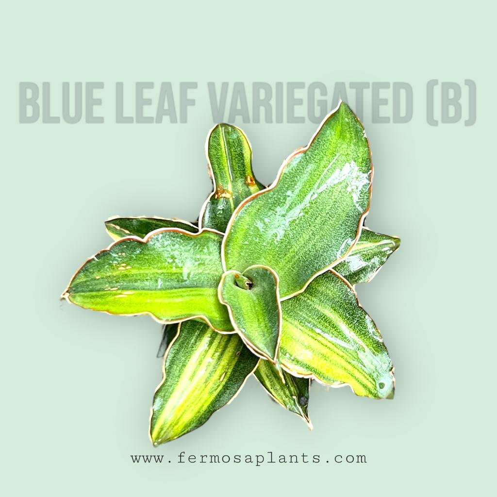 Sansevieria Blue Leaf Variegated (B)