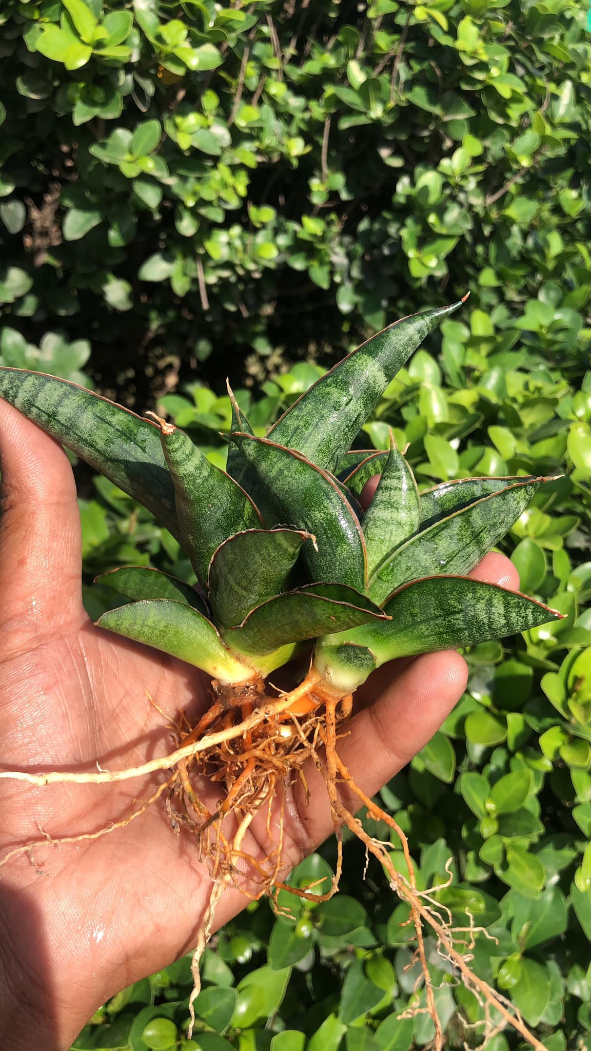Sansevieria Argopuro with mature pup