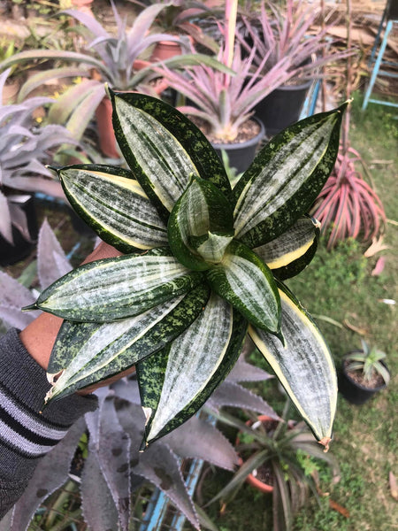 1_e52f2f38-ee36-428e-bc55-