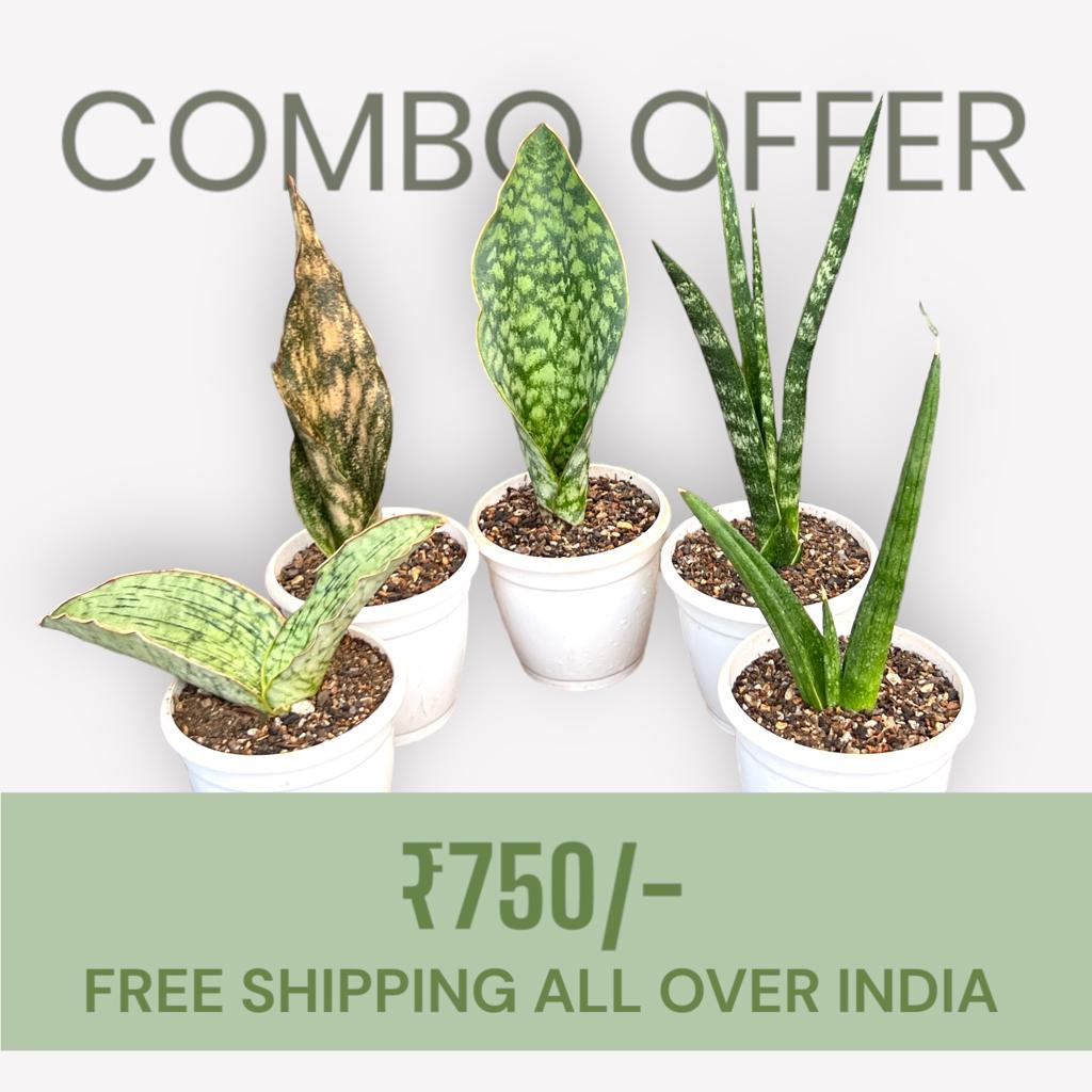Sansevieria Combo Offer Of 5 (D)