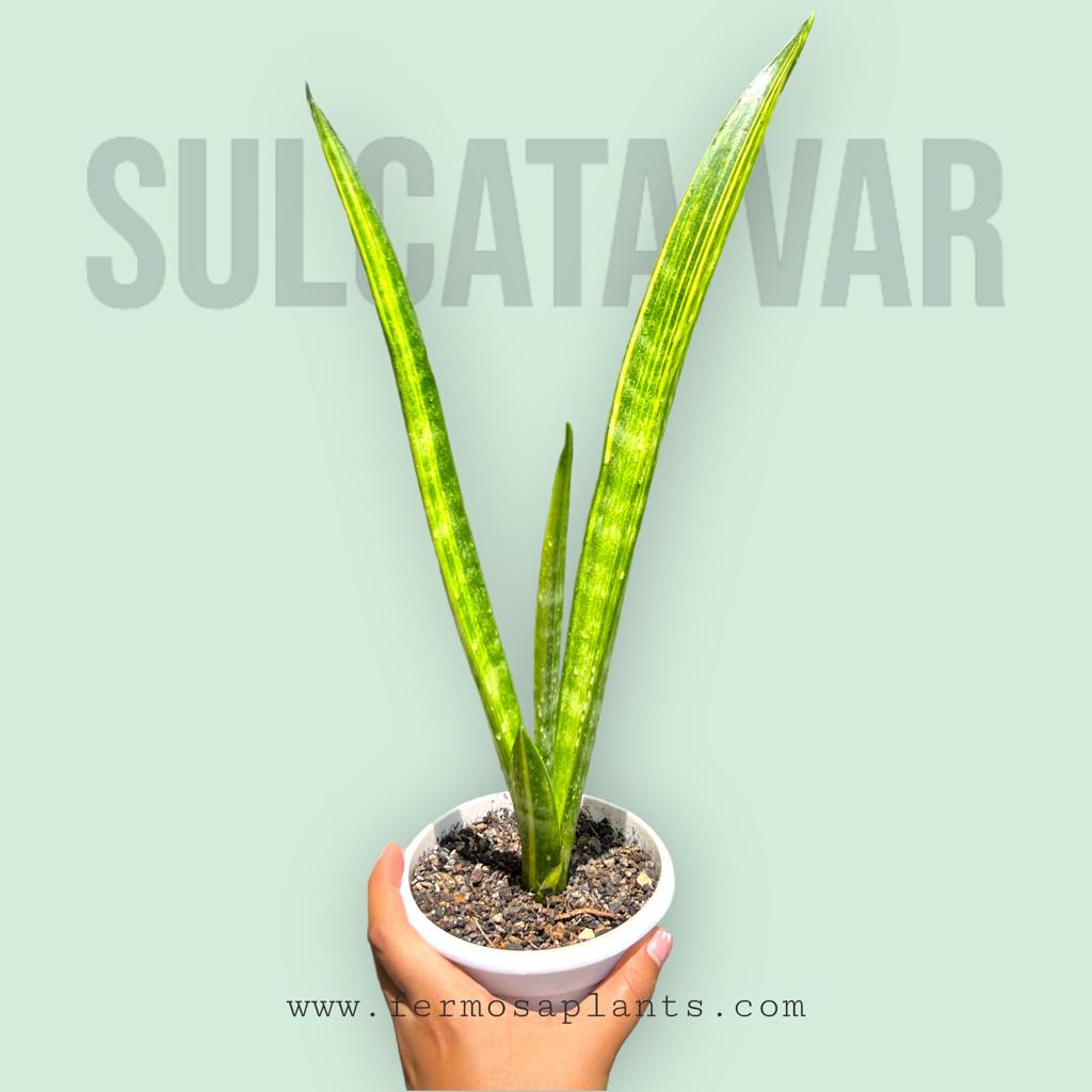 Sansevieria Sulcata Variegated