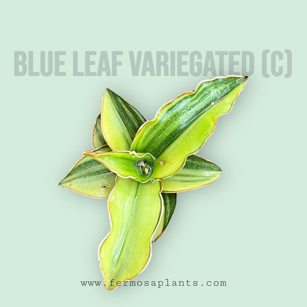 Sansevieria Blue Leaf Variegated (C)