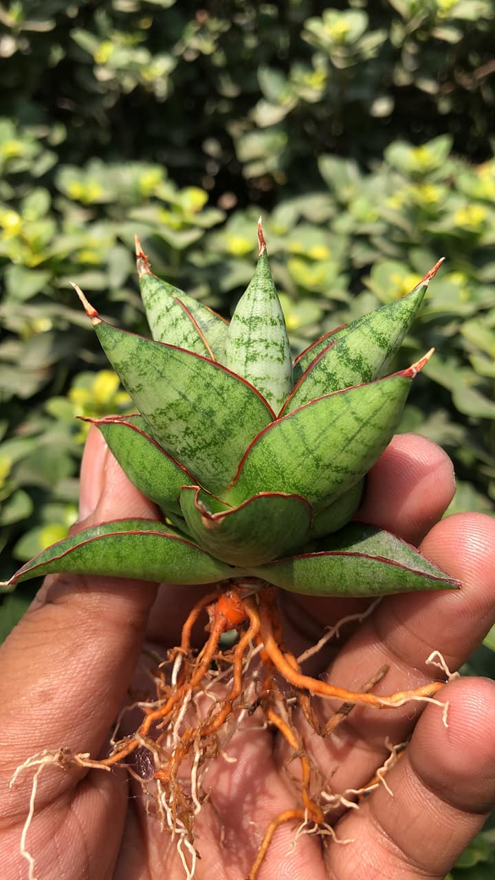Sansevieria JULEHA