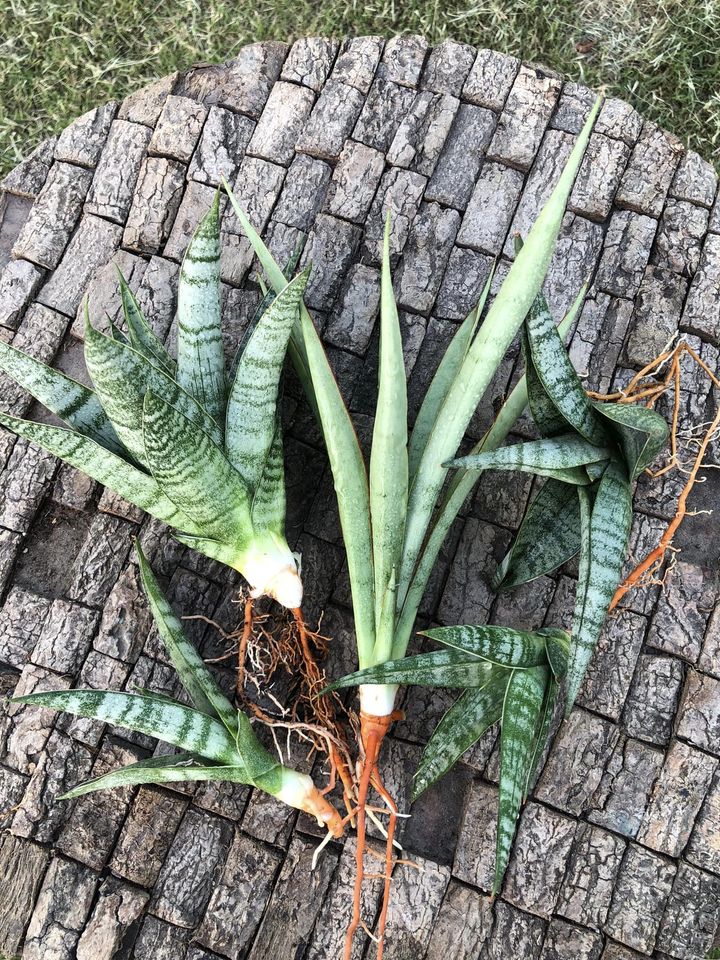 Sansevieria Combo #16, of five plants