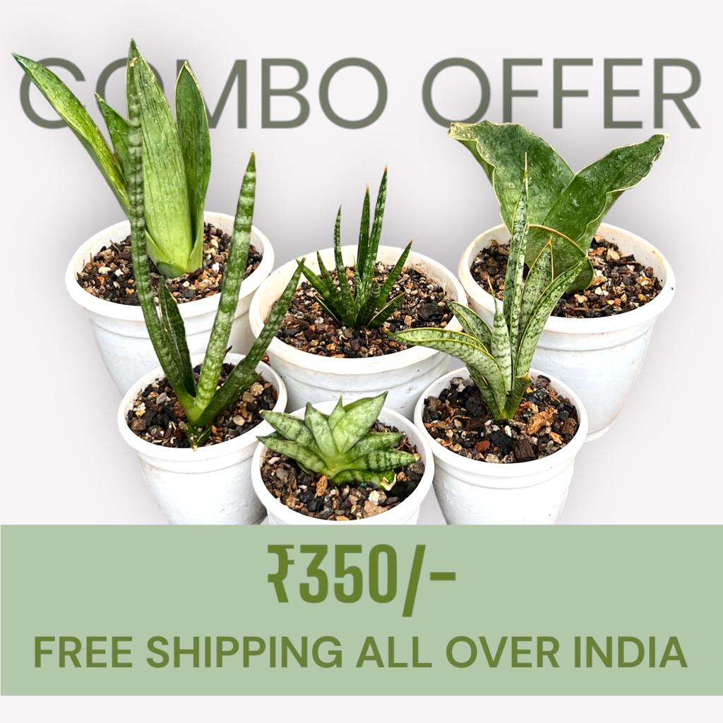 Sansevieria Combo Offer Of 6 (K)