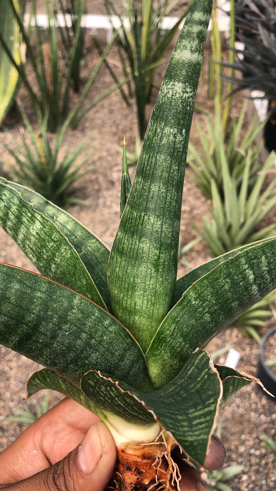 Sansevieria Rahwana large