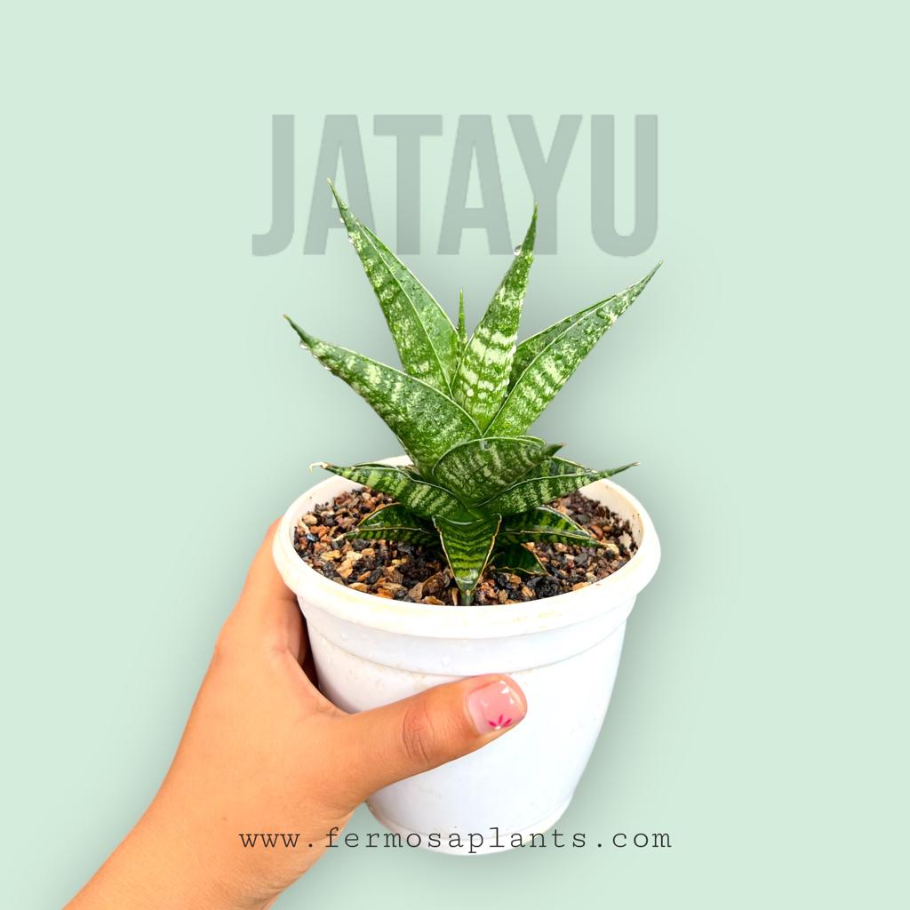 Sansevieria Hybrid 'Jatayu'