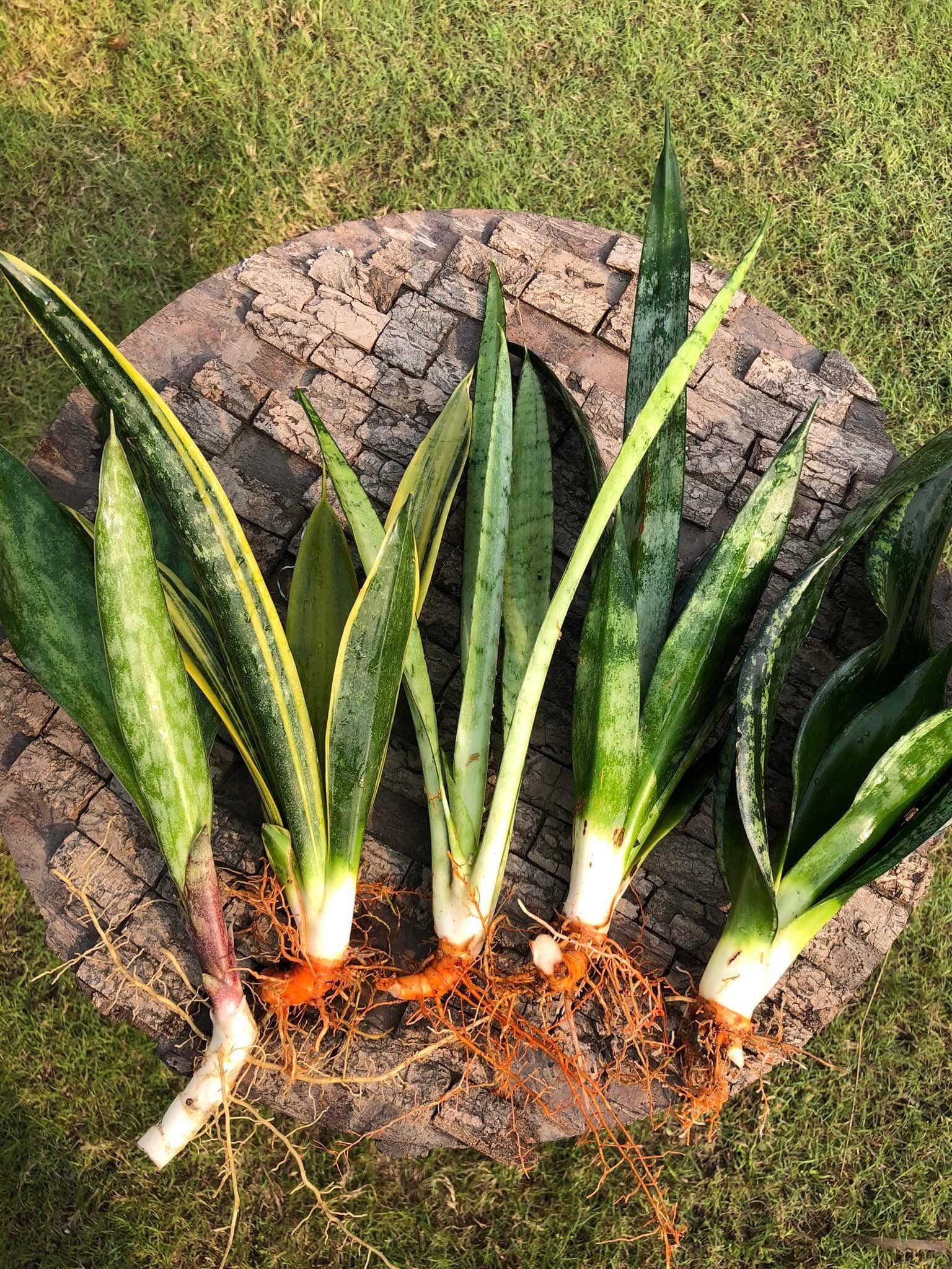 Sansevieria Combo #42 (Five Beautiful Trifasciata)