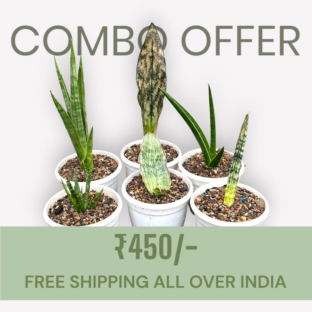 Sansevieria Combo Offer Of 6 (H)
