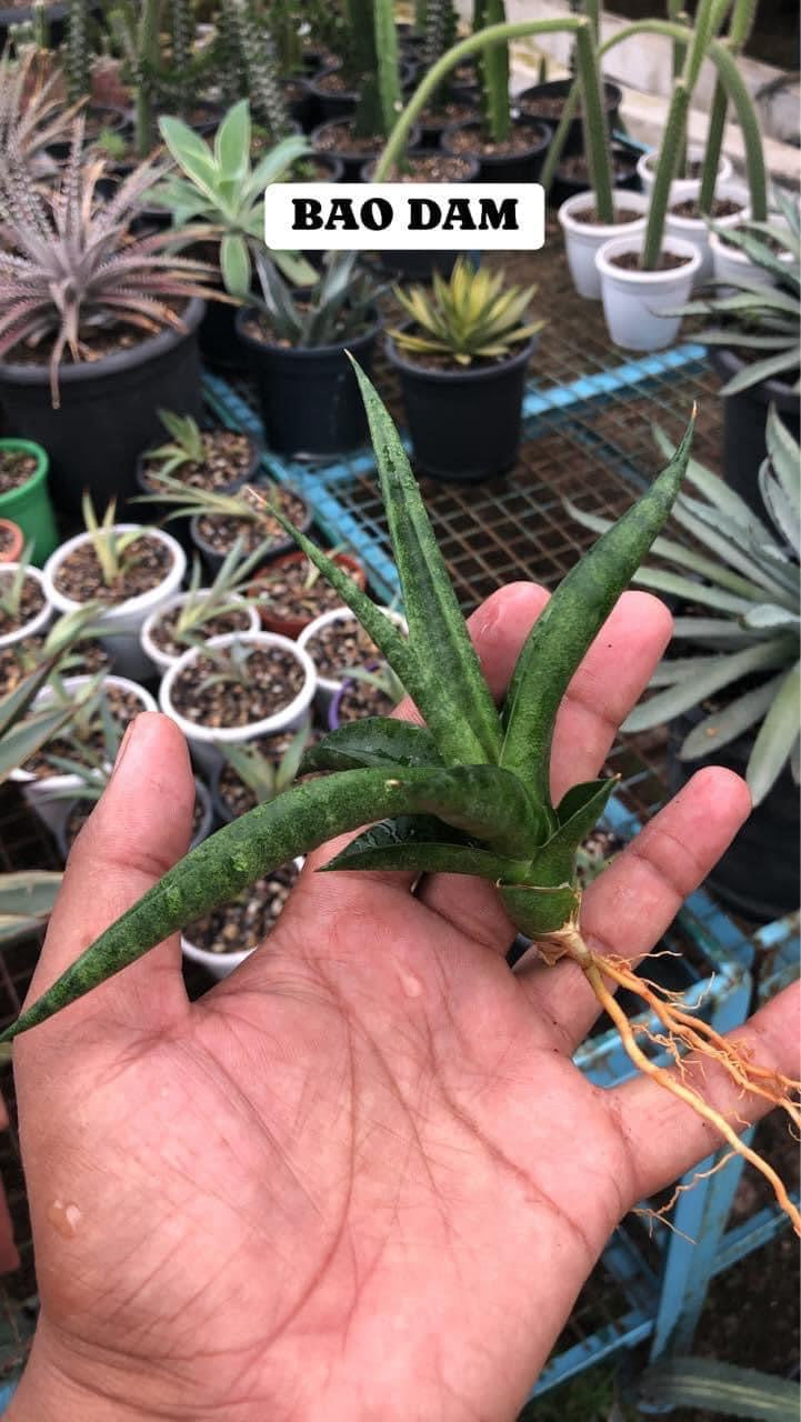 Sansevieria Combo #34 (Five Plants)