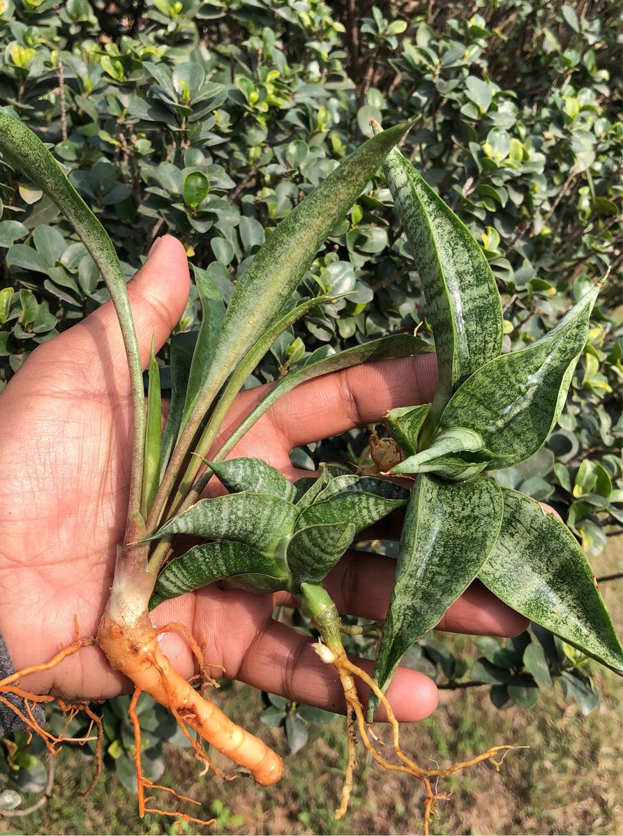 COMBO OF 3 PLANTS