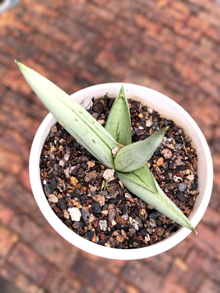 Sansevieria Silver Boncel